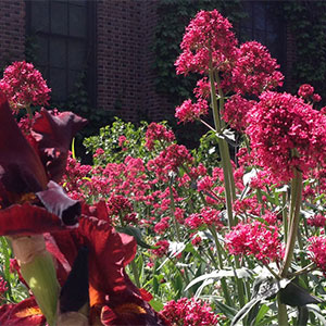 Iris in bloom