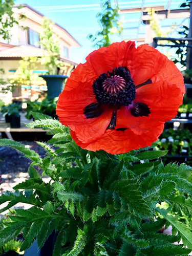 potted poppy plant in bloom
